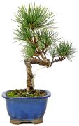 Japanese white pine, ca. 10 y. (20 cm)