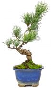 Japanese white pine, ca. 10 y. (27 cm)