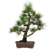 Jap. black pine, ca. 28 y. (47 cm)