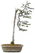 Spruce, ca. 40 y. (75 cm)