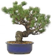 Japanese white pine, ca. 20 y. (34 cm)