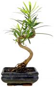 Buddhist pine, ca. 7 jaar (28 cm)