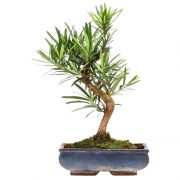 Buddhist Pine, ca. 12 y. (37 cm)