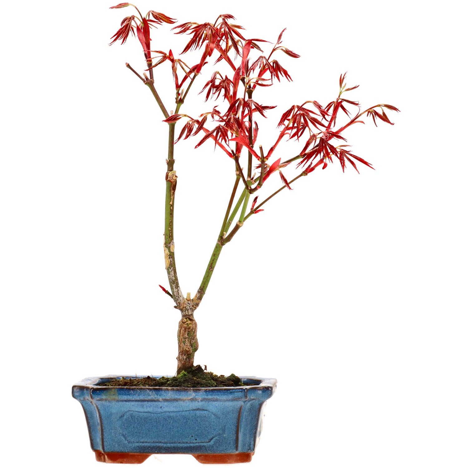 Jap. Fächerahorn (Atropurpureum), veredelt, ca. 7 J. (28 cm)