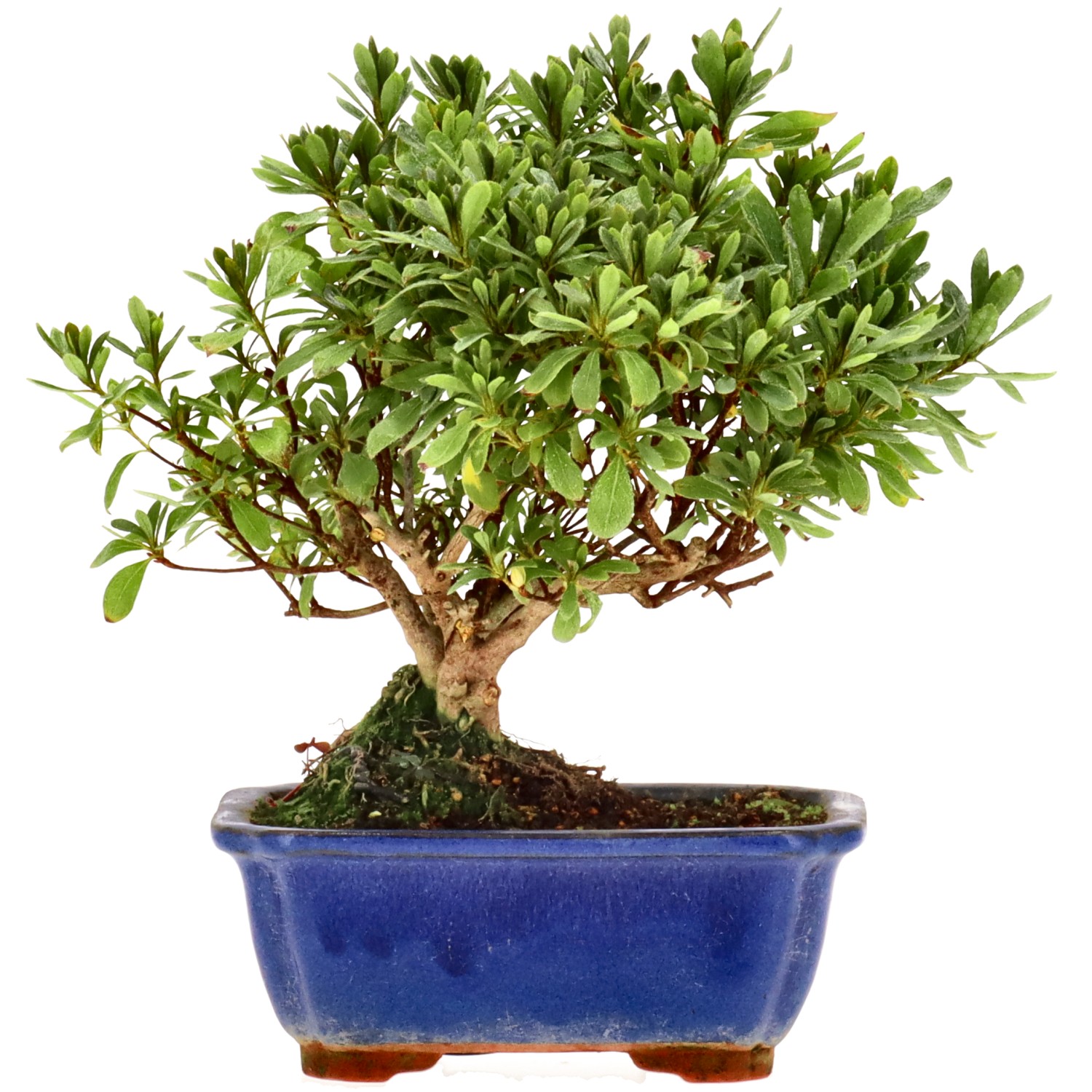 Azalea japónica, aprox. 8 años (18 cm)