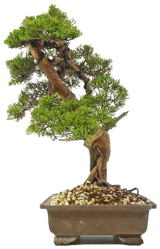 bonsai.fallbackImageTitle bonsai.fallbackImageTitle