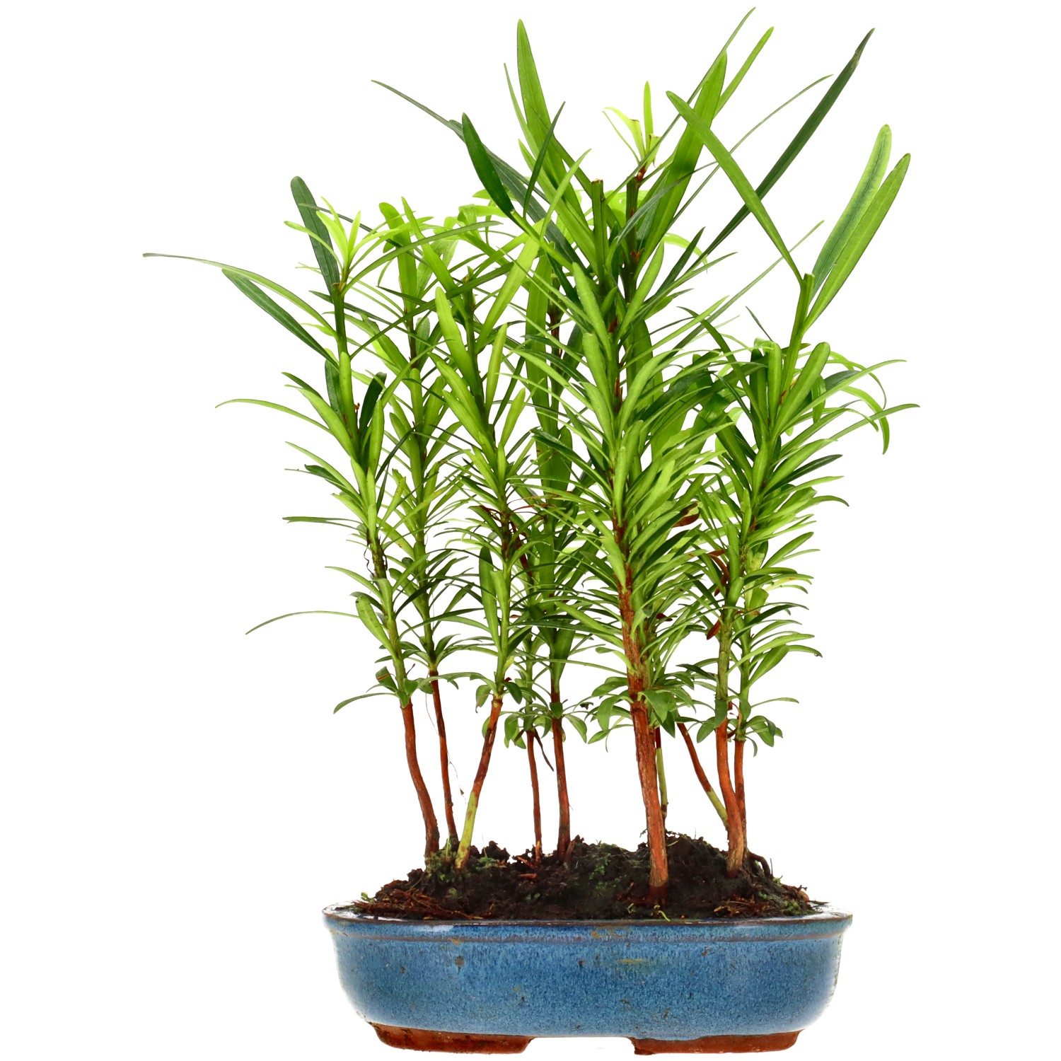 Buddhist pine, approx. 2 y. (23 cm)