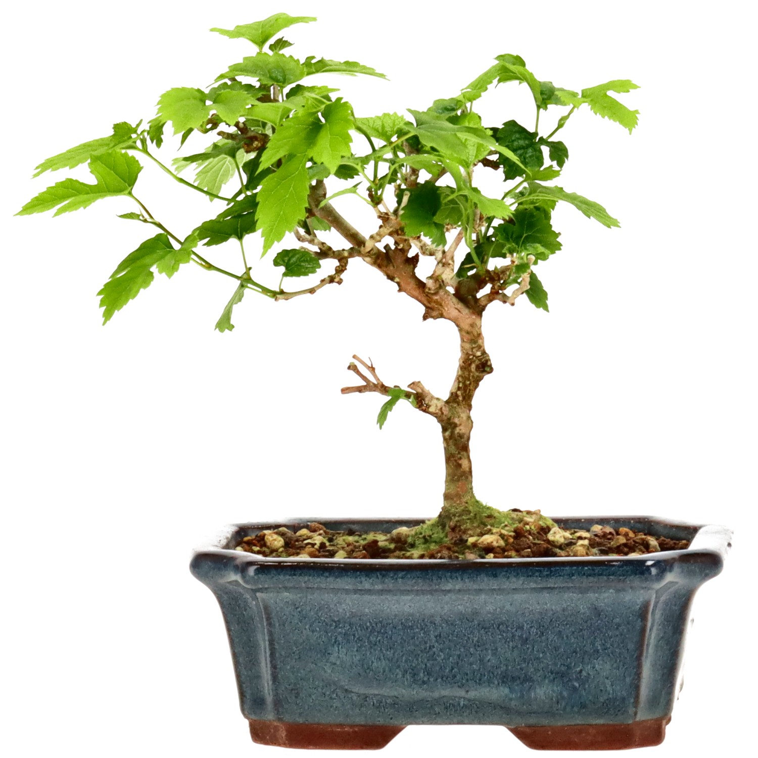 Morus sp., ca. 10 anni (15 cm)