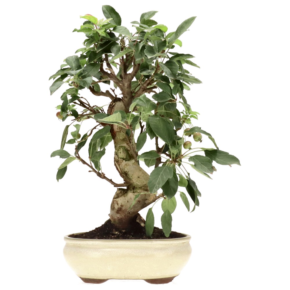 Zierapfel, ca. 17 J. (42 cm)