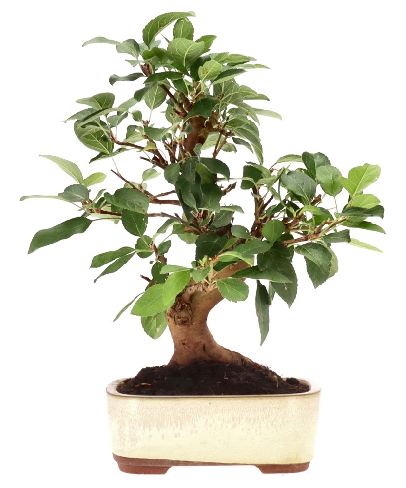 Zierapfel, ca. 18 J. (32 cm)
