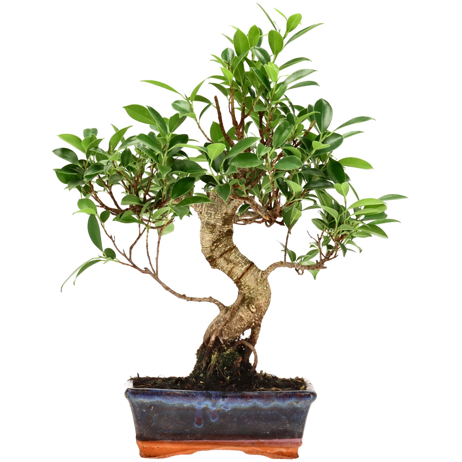 Chin. Feigenbaum (Retusa), ca. 9 J. (37 cm)