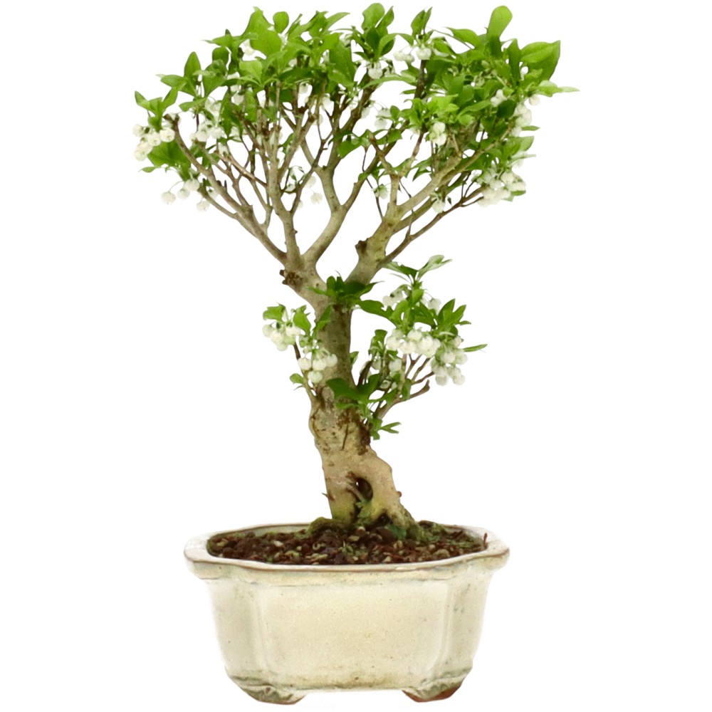 bonsai.fallbackImageTitle bonsai.fallbackImageTitle