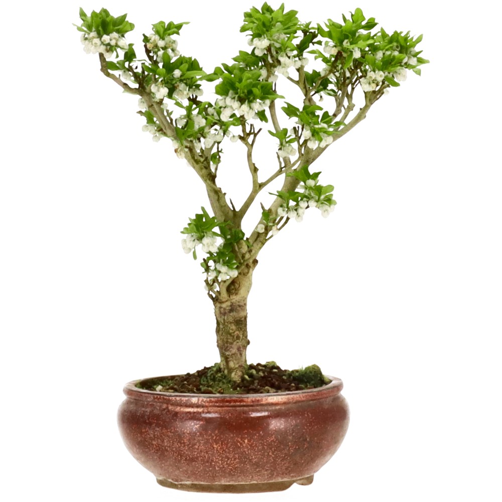 bonsai.fallbackImageTitle bonsai.fallbackImageTitle