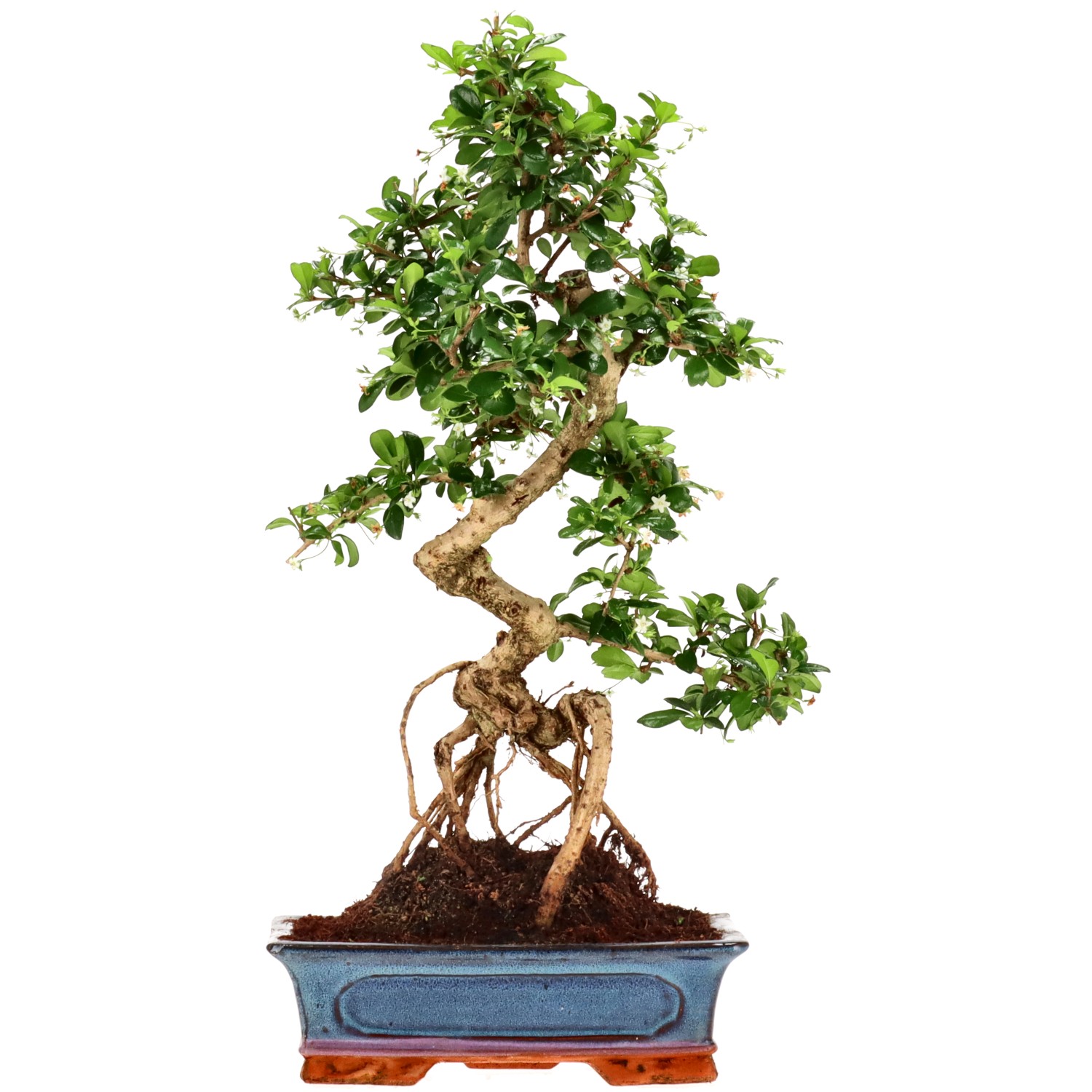 Fukien Tea, approx. 15 y. (53 cm)