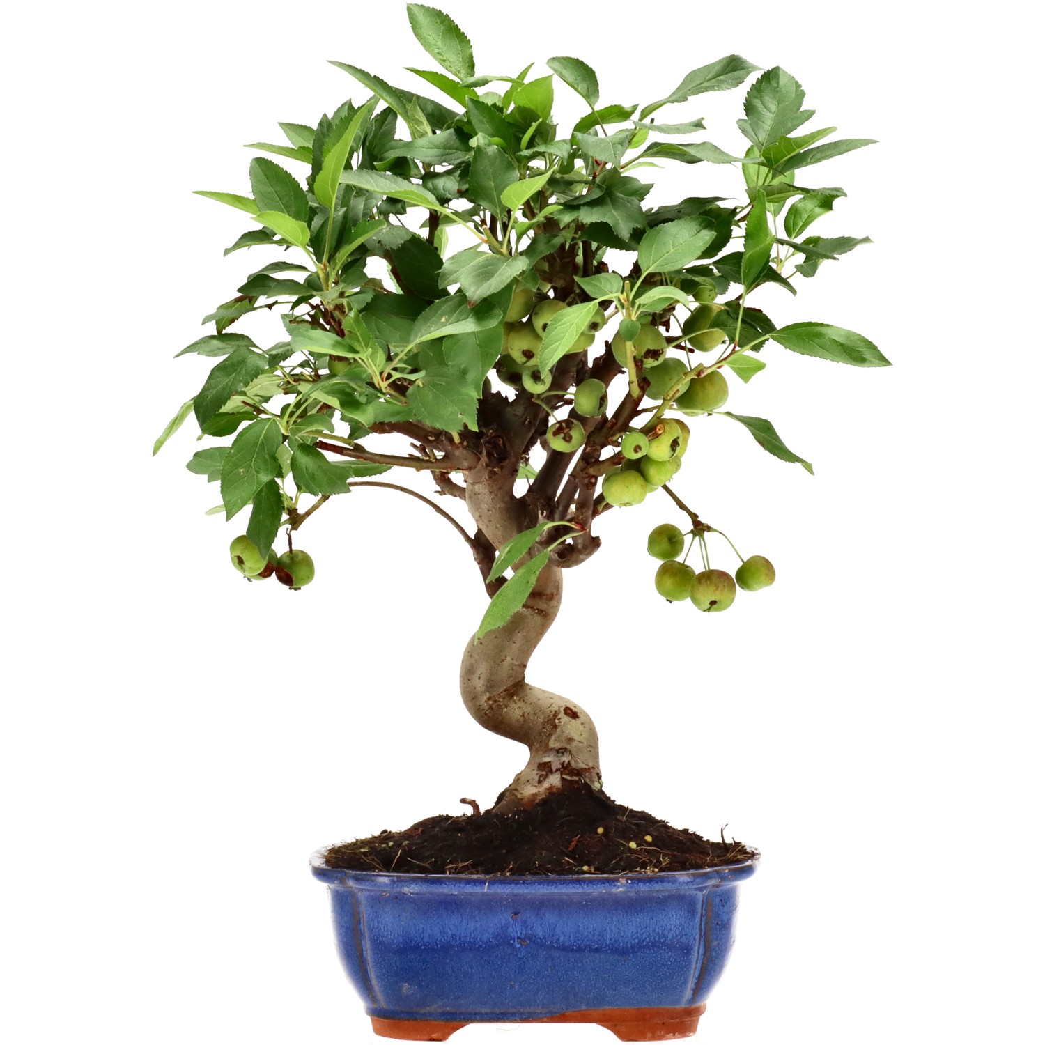 Manzano silvestre, aprox. 12 años (35 cm)