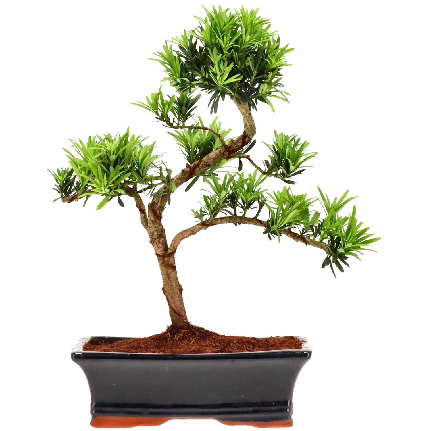 Chin. Steineibe, ca. 12 J. (34 cm)