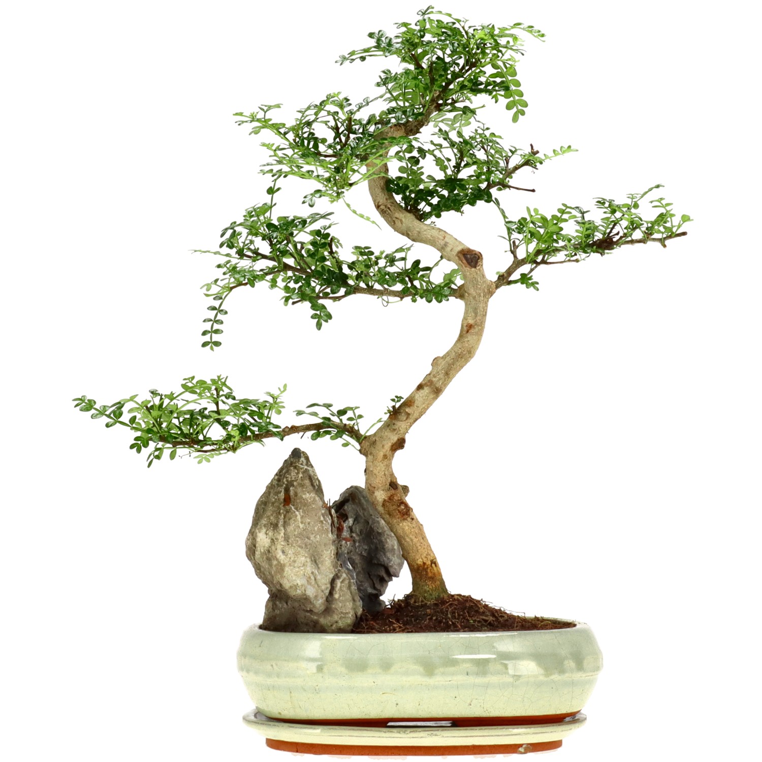 Japanse peperboom, ca. 12 j. (42 cm)