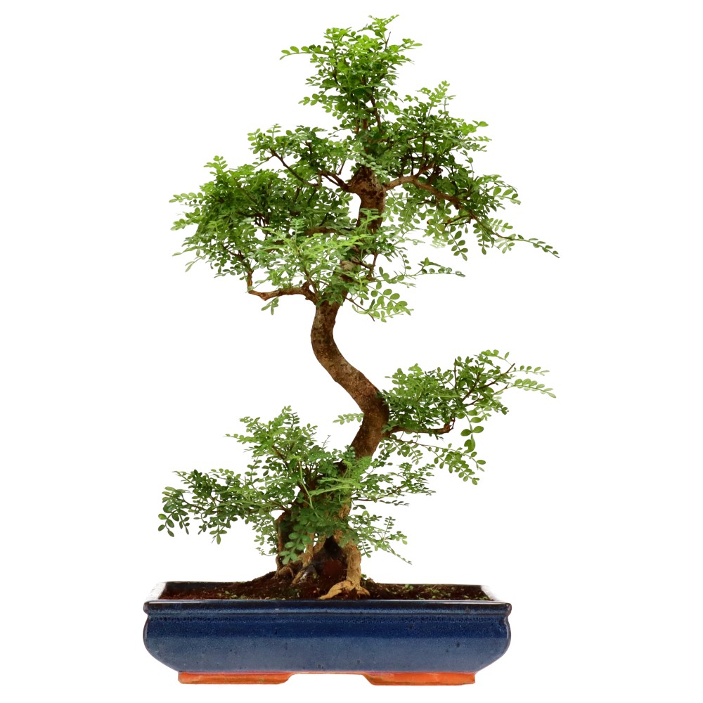 Pfefferbaum, ca. 20 J. (62 cm)