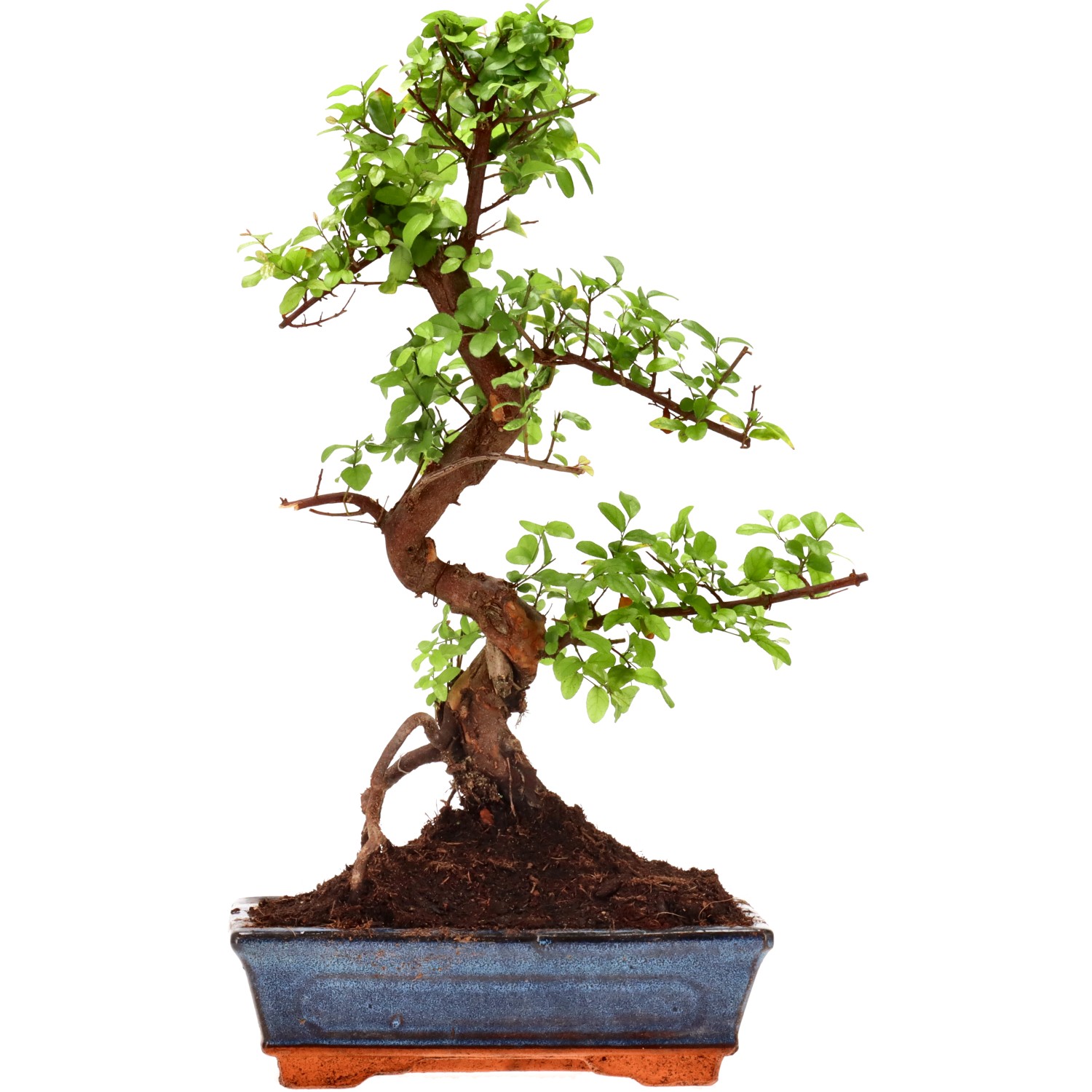 Chin. Bird Plum, approx. 12 y. (41 cm)