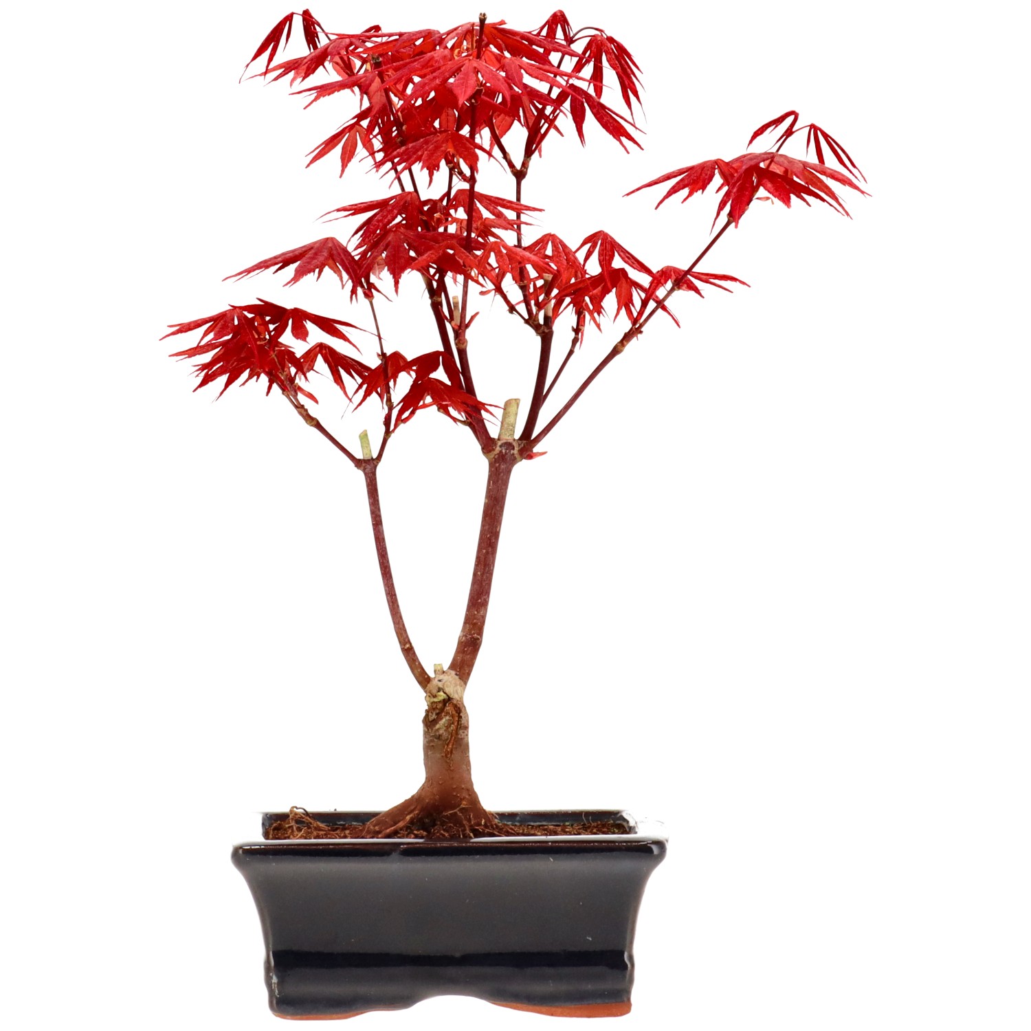 Jap. Fächerahorn (Atropurpureum), veredelt, ca. 7 J. (28 cm)