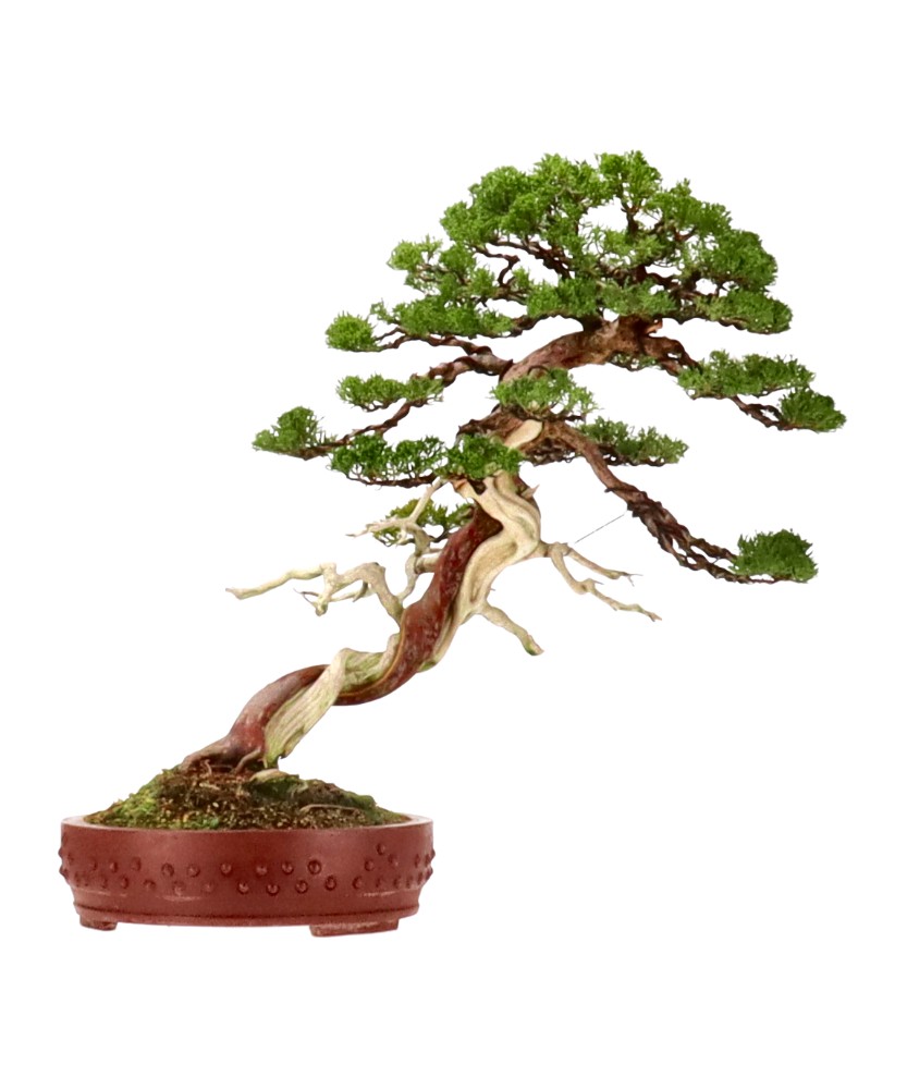 bonsai.fallbackImageTitle bonsai.fallbackImageTitle