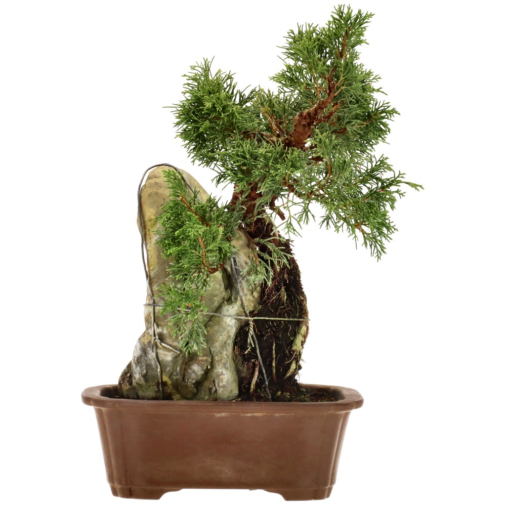 Chin. Wacholder, ca. 20 J. (30 cm)