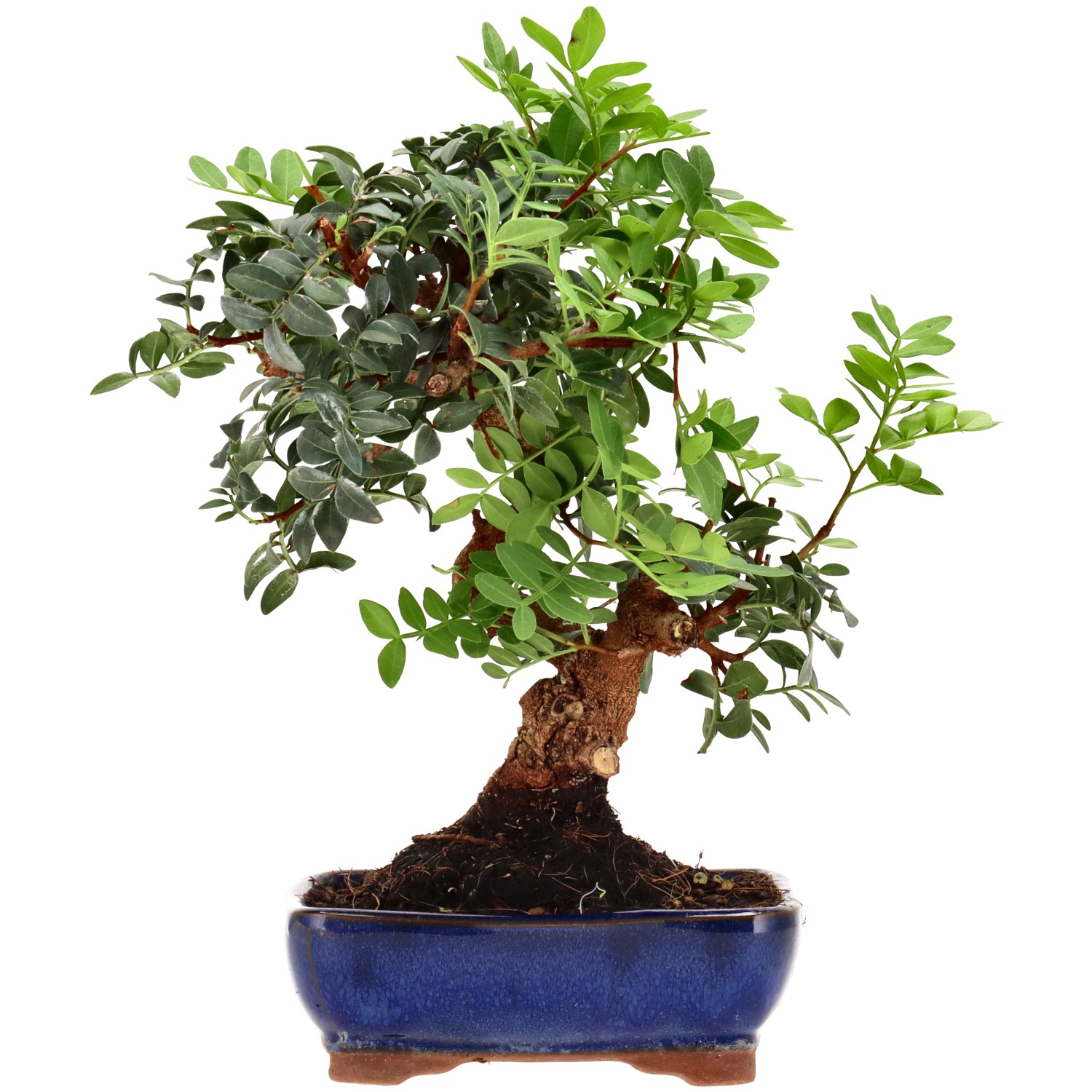 Pistacia vera, ca. 8 anni (25 cm)