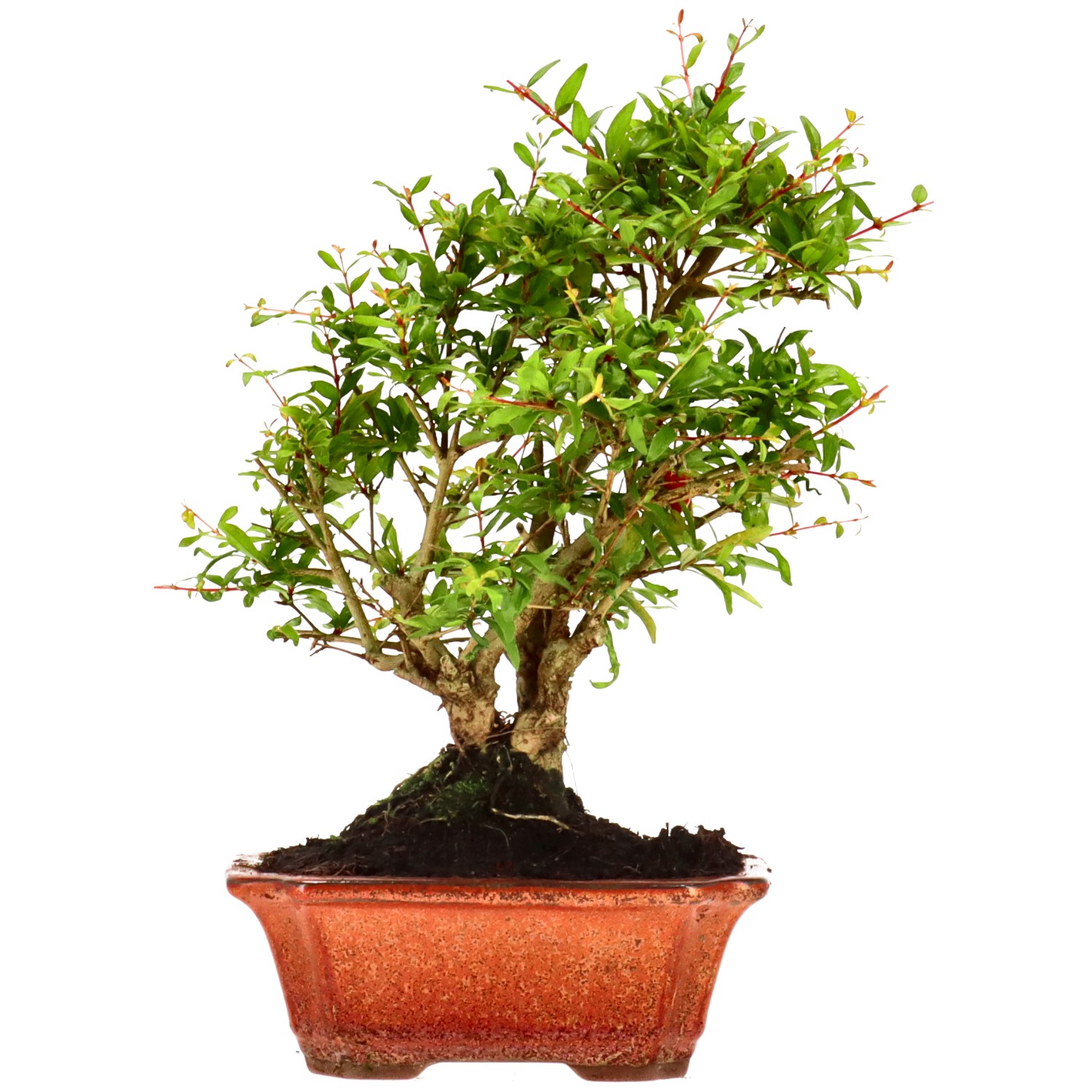 Melograno, ca. 8 anni (22 cm)