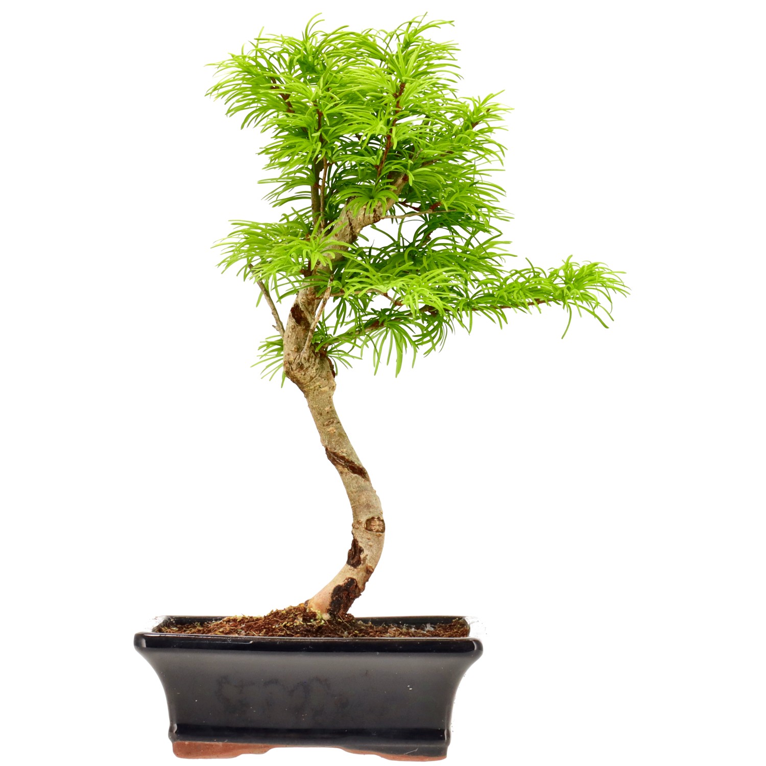 Falso alerce dorado, aprox. 10 años (32 cm)