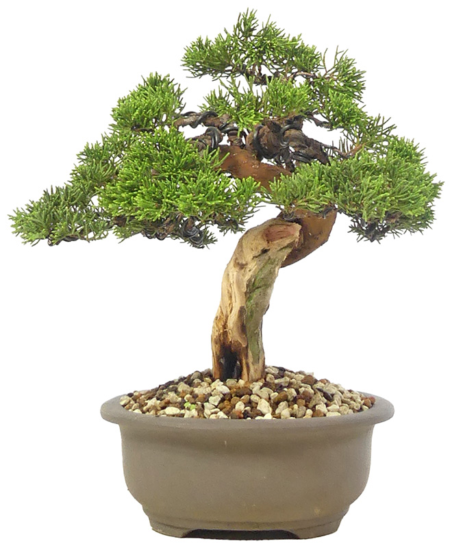 bonsai.fallbackImageTitle bonsai.fallbackImageTitle