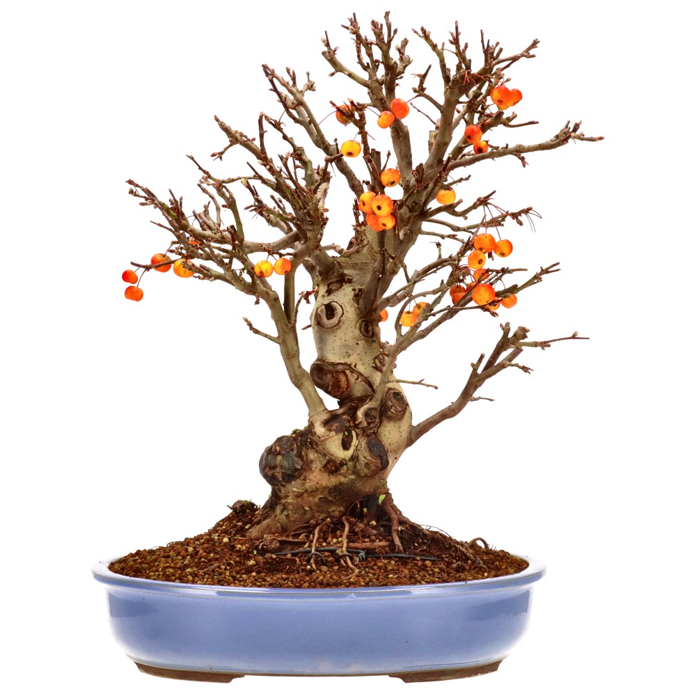 Zierapfel, ca. 25 J. (50 cm)