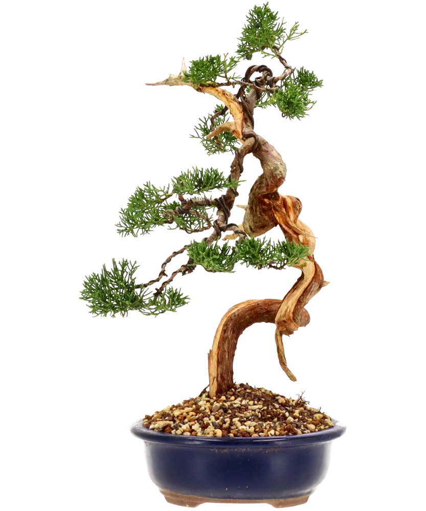 bonsai.fallbackImageTitle bonsai.fallbackImageTitle