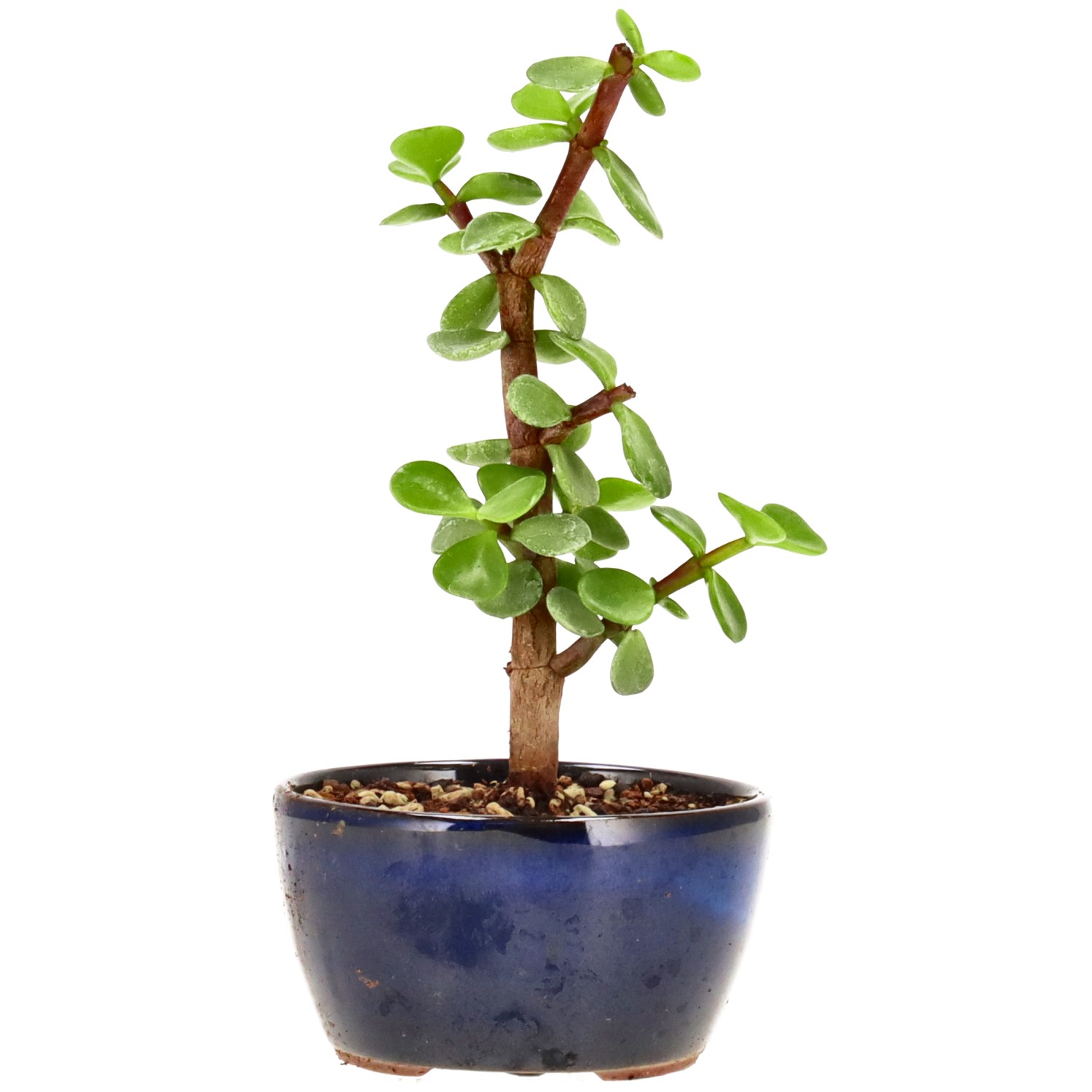 Elephant bush, approx. 2 y. (15 cm)