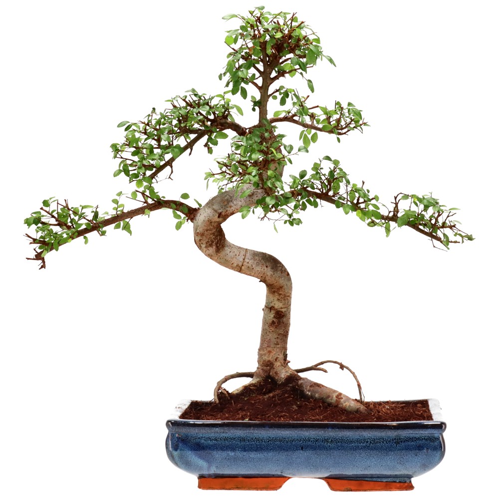 bonsai.fallbackImageTitle