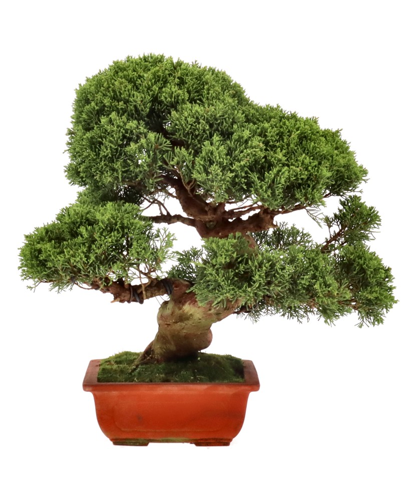 bonsai.fallbackImageTitle bonsai.fallbackImageTitle