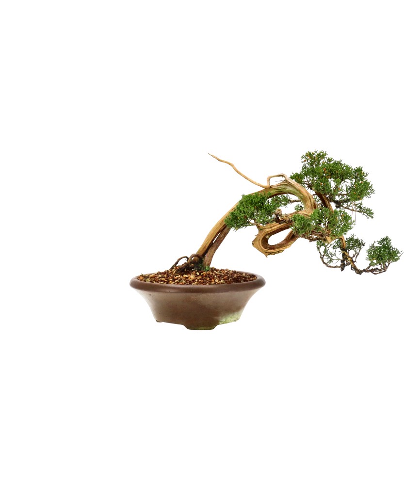 bonsai.fallbackImageTitle bonsai.fallbackImageTitle
