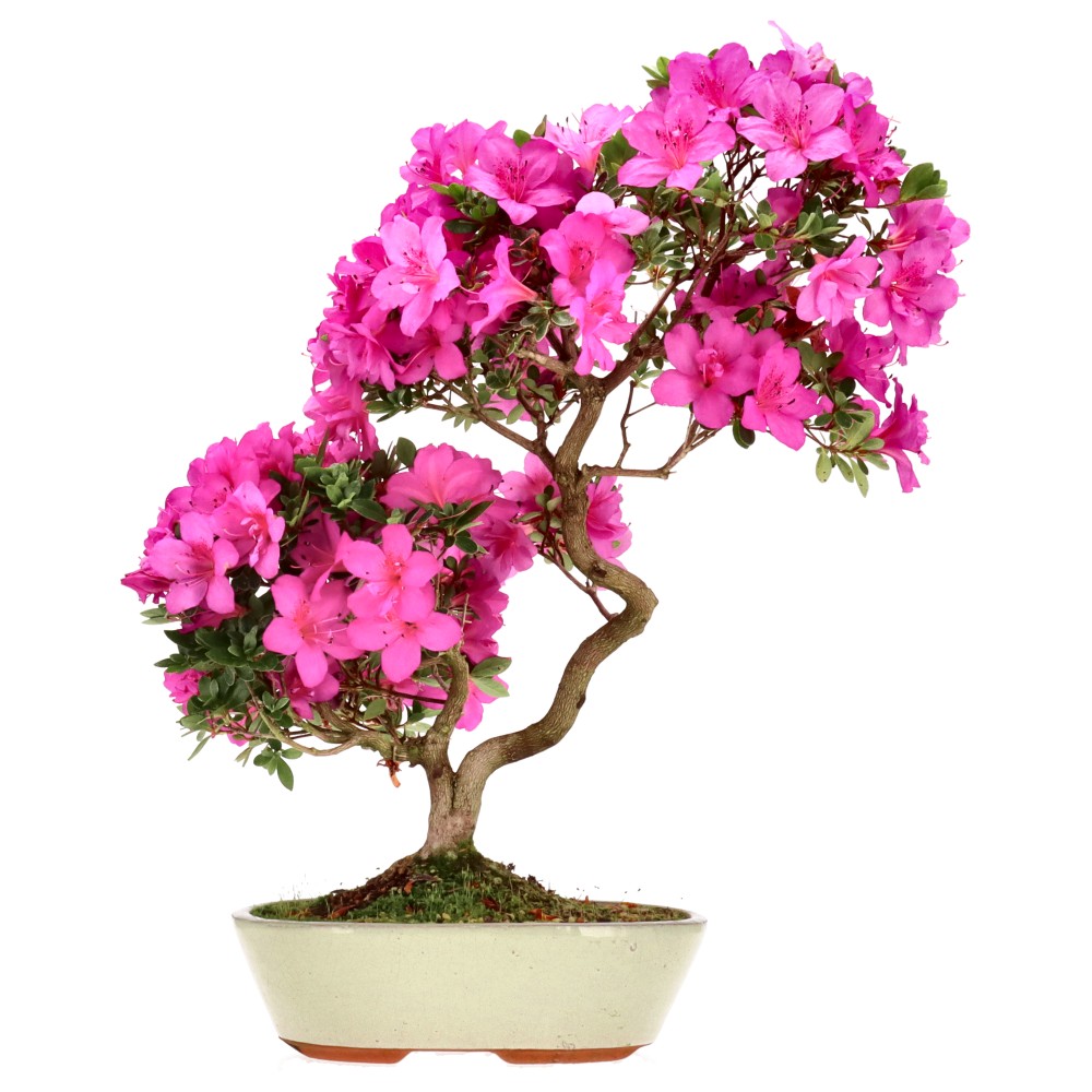 Azalée japonaise, env. 14 ans (47 cm)