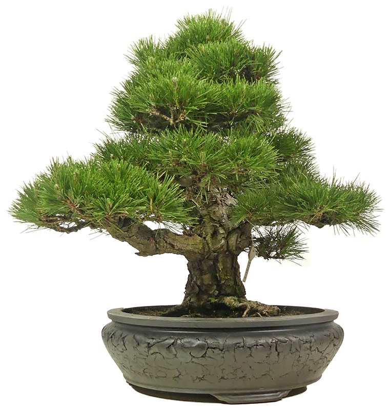 bonsai.fallbackImageTitle bonsai.fallbackImageTitle