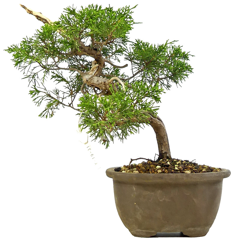 bonsai.fallbackImageTitle bonsai.fallbackImageTitle
