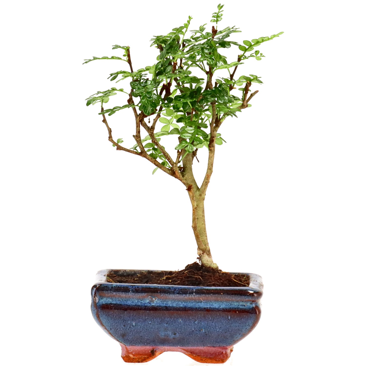 Pfefferbaum, ca. 5 J. (18 cm)