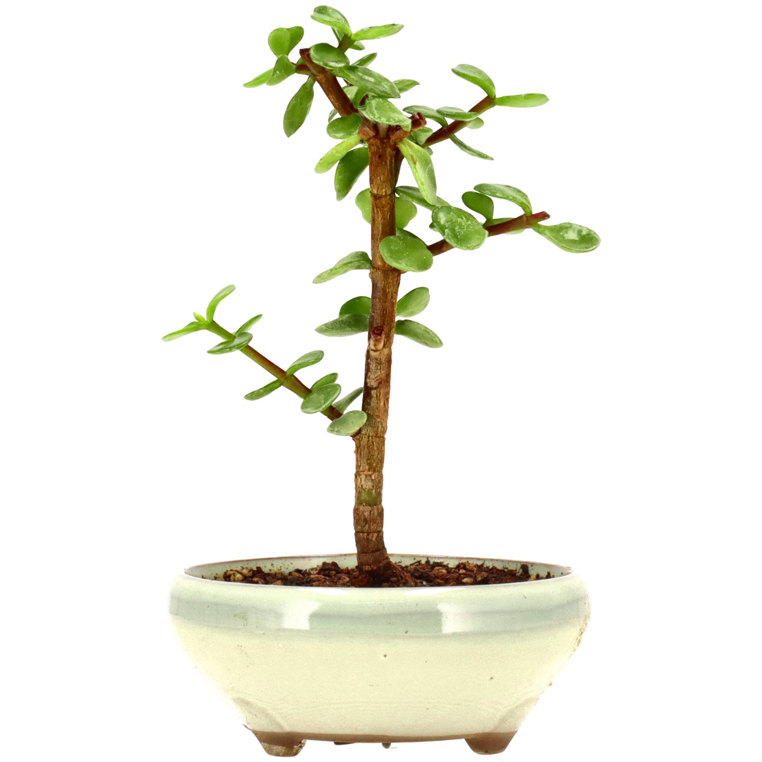 bonsai.fallbackImageTitle bonsai.fallbackImageTitle