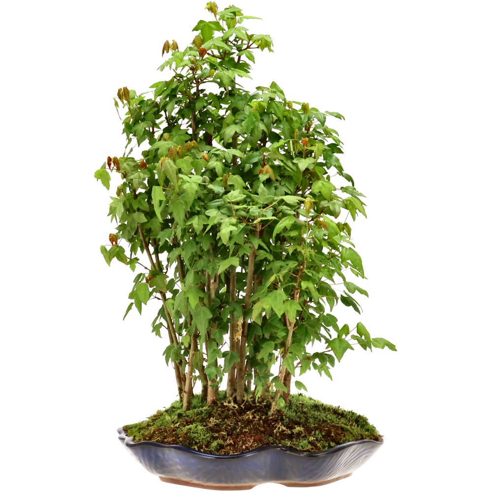 Érable trident, env. 5 ans (43 cm)