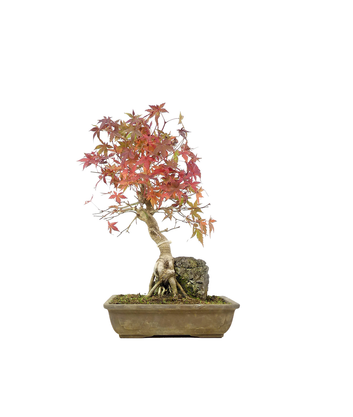 bonsai.fallbackImageTitle bonsai.fallbackImageTitle