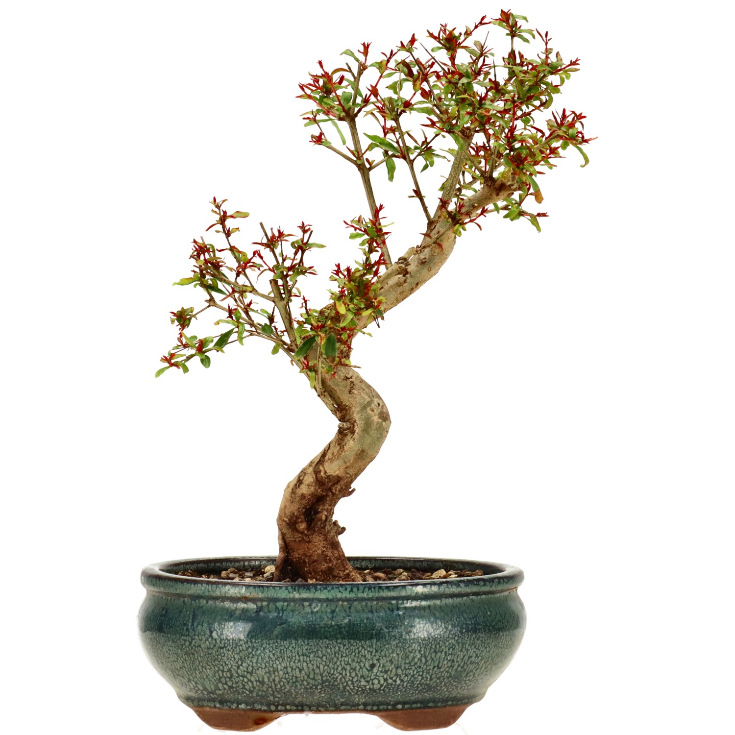 Granatapfel, ca. 10 J. (27 cm)