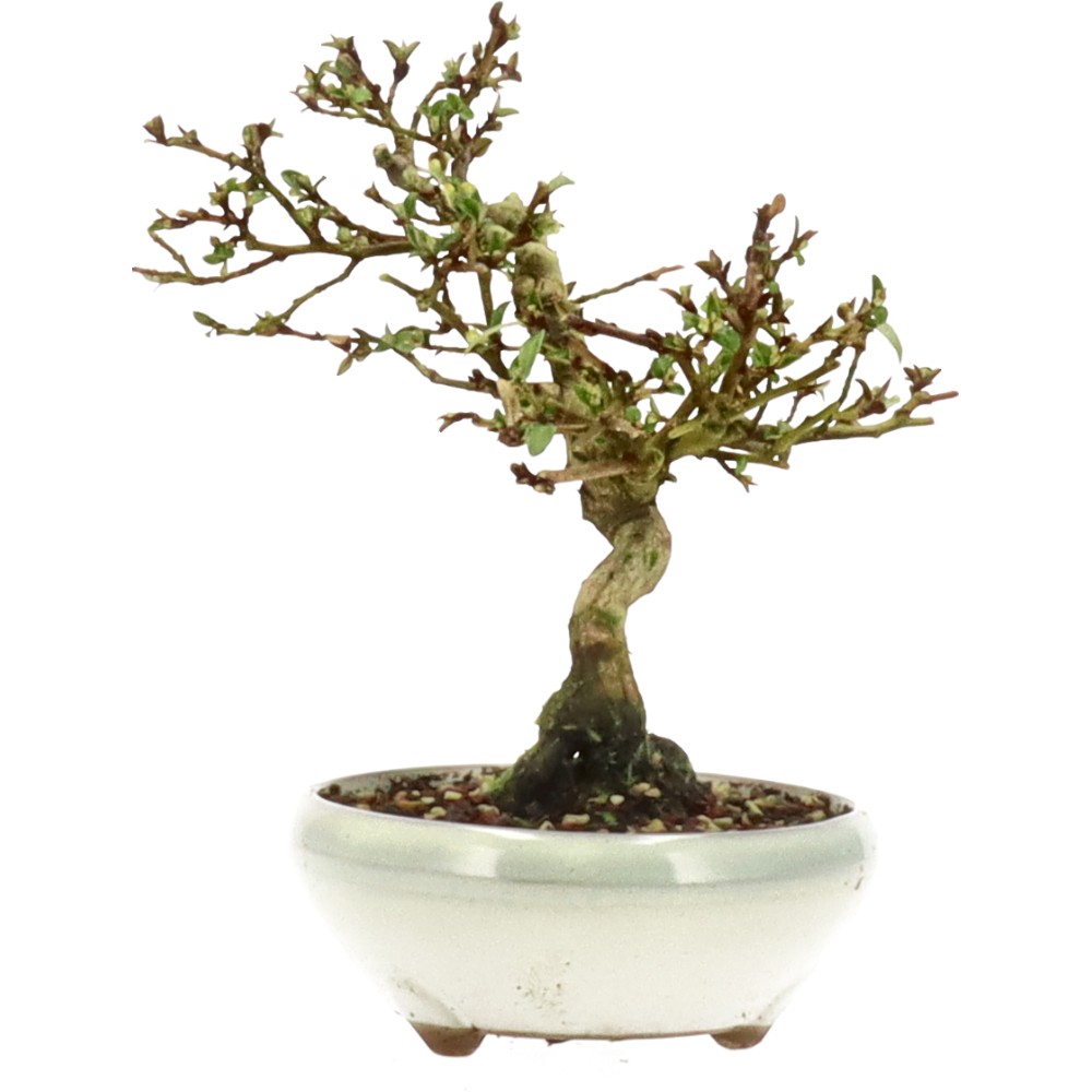 bonsai.fallbackImageTitle bonsai.fallbackImageTitle