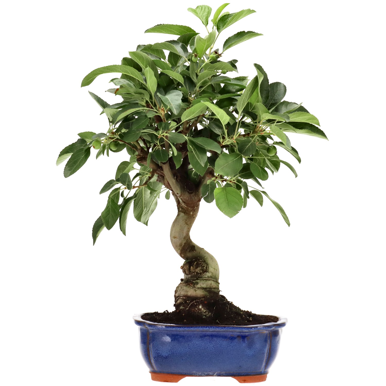 Zierapfel, ca. 13 J. (39 cm)