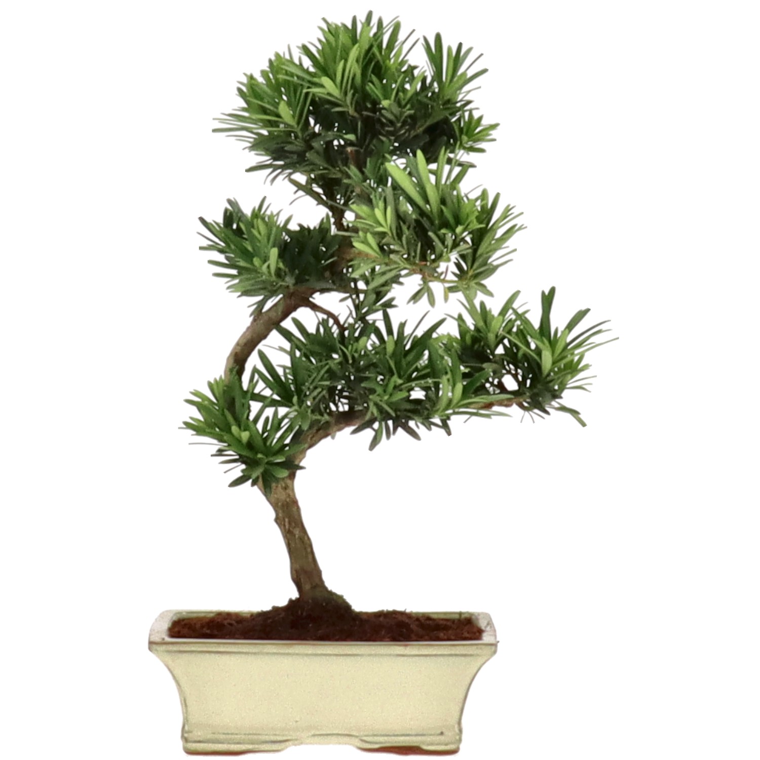Pino cinese, ca. 9 anni (35 cm)