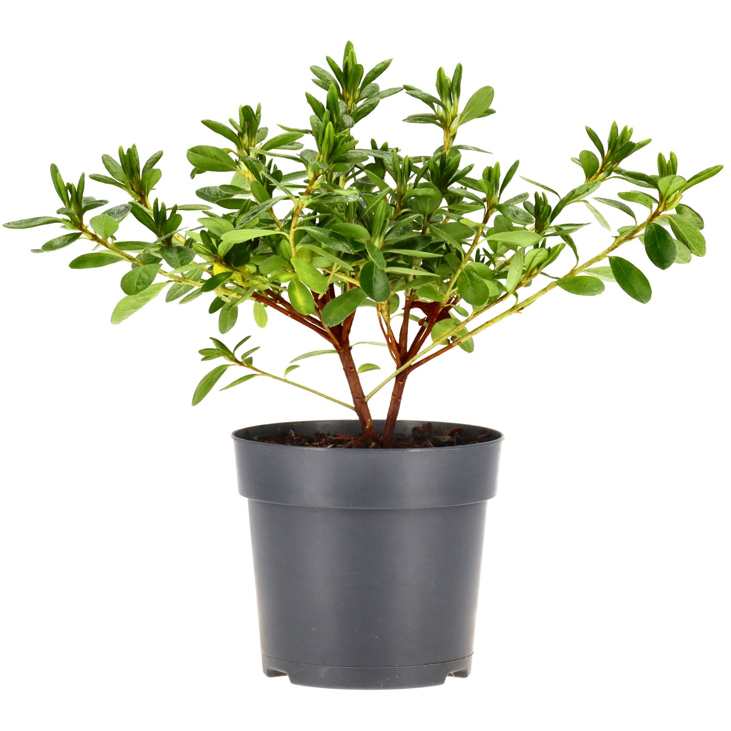 Japanese azalea (Pleasant White), approx. 2 y. (10-20 cm)