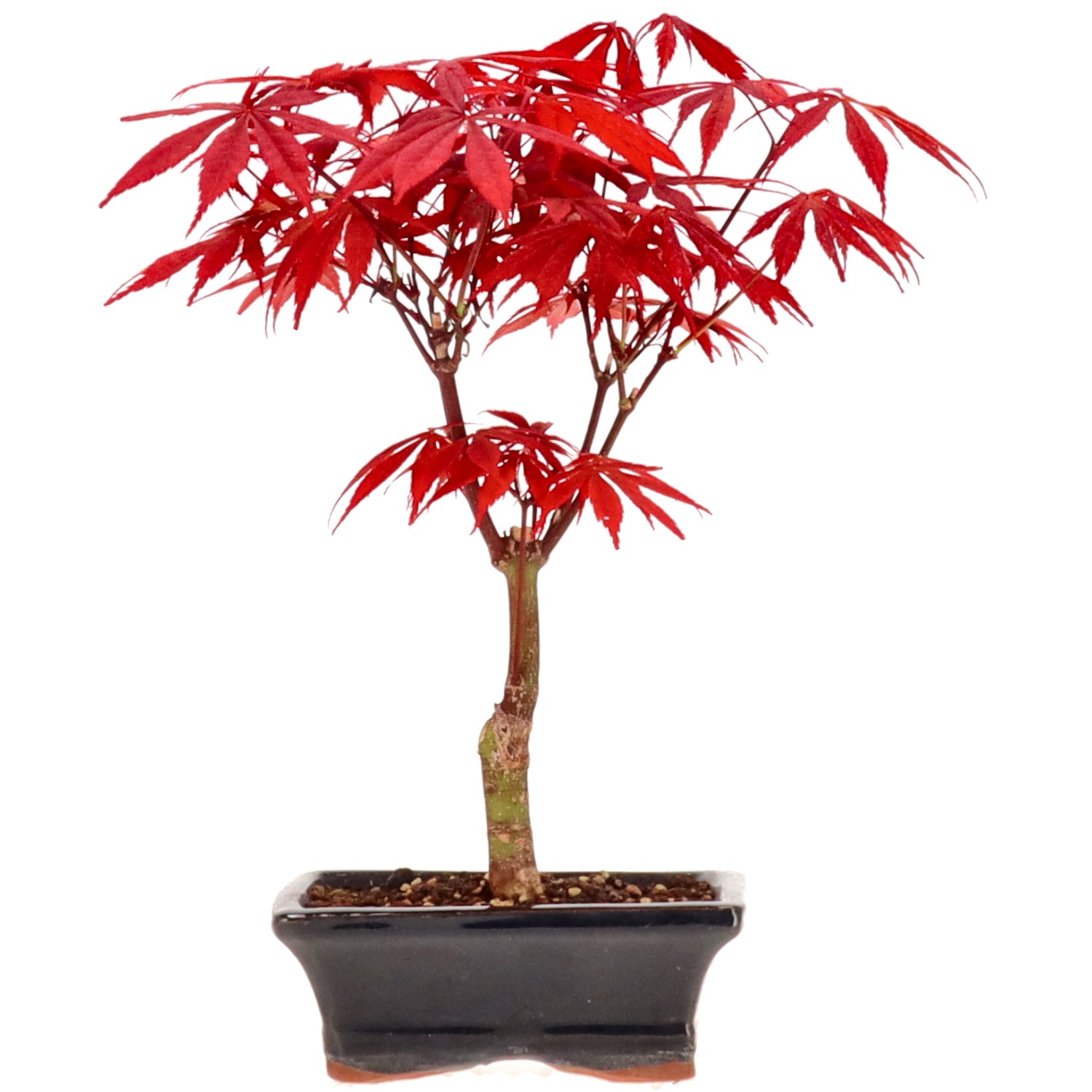 Jap. Fächerahorn (Atropurpureum), ca. 7 J. (26 cm)