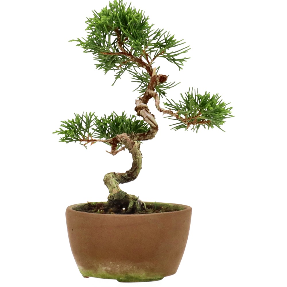 bonsai.fallbackImageTitle bonsai.fallbackImageTitle